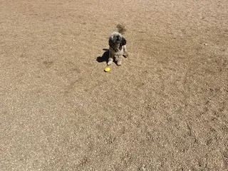 Belleview Station Dog Park