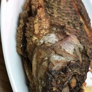 Tilapia
