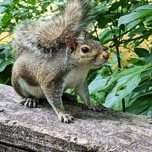 I had this encounter the other weekend. We sat and watched each other for at least 4 minutes or so it seemed.