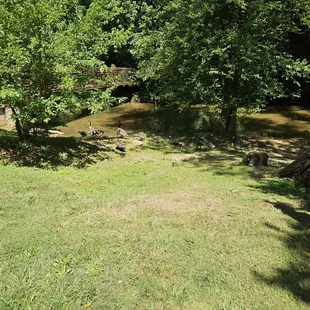 Beautiful feeding geese