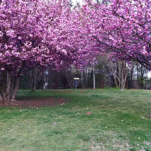 Hole #1 in the spring.