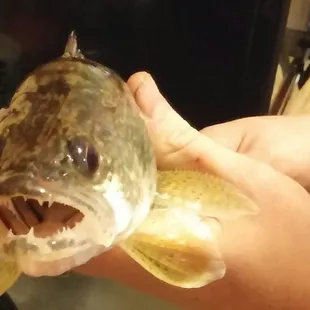 One more shot of the walleye.