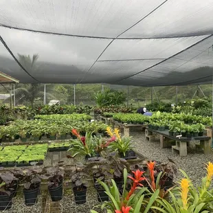 Great variety of an assortment of plants