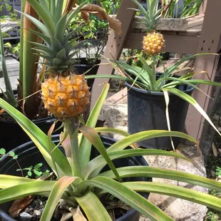 The only two pineapples