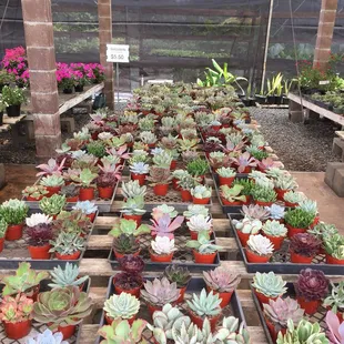 Succulents