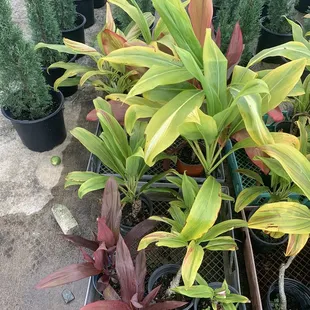 Red &amp; green t-leaves