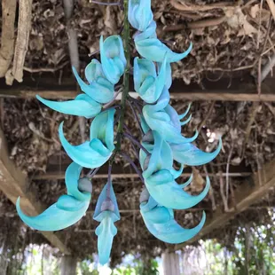Jade vine not for sale but nice to look at