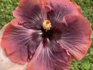 Happy Plants Nursery