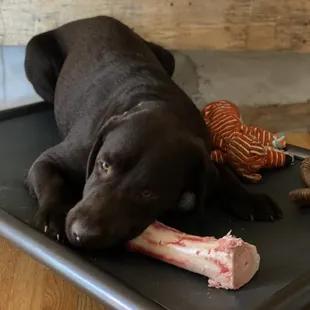 Beef bone for my Service Dog.