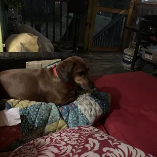 Tucker my favorite not so mini dachshund. 6 years old and spoiled rotten.