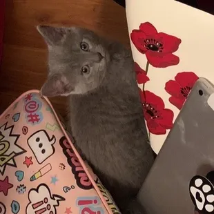 This is Willow. She is my youngest fur baby. She loves my bags and purses