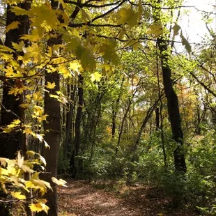 Fall paths