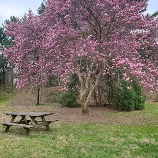 A couple picnic tables are scattered in the park