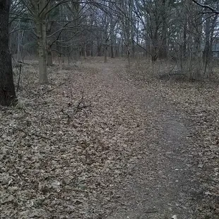 footpaths are natural, not paved