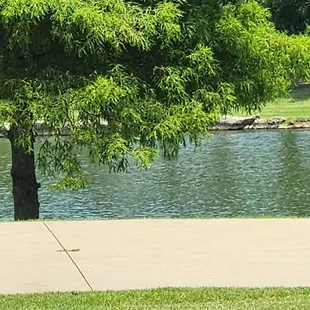 The pond that was pretty peaceful.