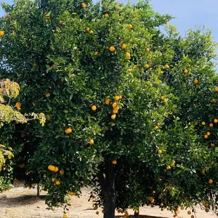 Orange tree