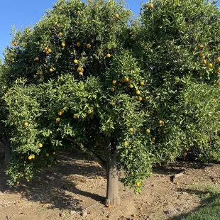 Orange tree