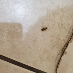this lil guy next to toilet with FECES