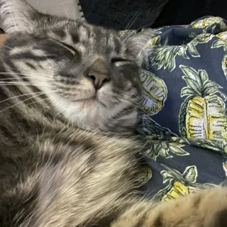 Nina G.