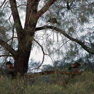 Turkeys settling down in the tree as night falls on New Melones Lake