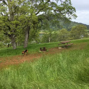 Nice oak trees for shade
