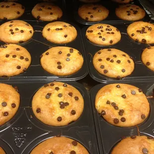 Chocolate Chip Muffins