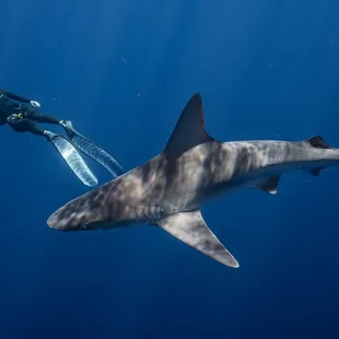 Snorkel with the Sharks!