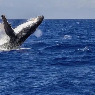 KOHOLA (Humpback Whale)