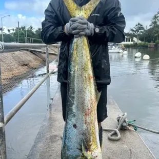 40lb Mahi