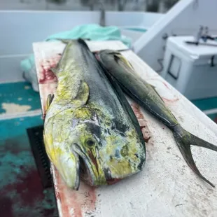 This was a toad pf a fish