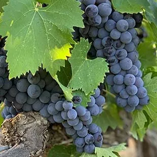 The     Most Charming    Wine Tours    in The Country                 707-656-2282