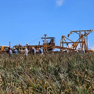 Works picking pineapple