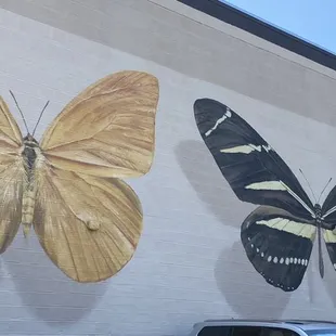 Shadow Box - Butterflies