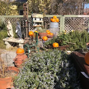 Super cute outside 5$ pumpkins