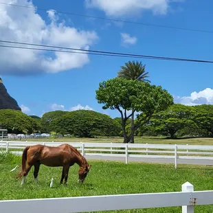 Kualoa Ranch