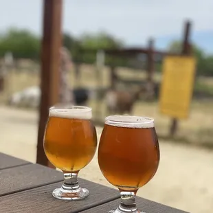 Amazing goat views!!!