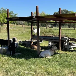 Many cute friendly goats