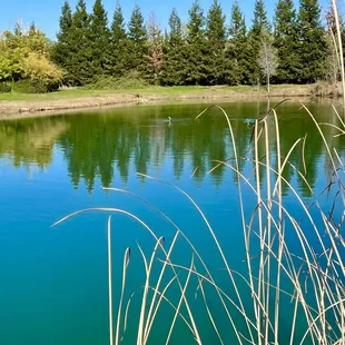 Nice pond