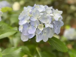 The Elizabethan Gardens