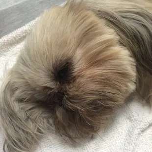 Mimi La Rue... healthy dog died after spay within an hour of being sent home. 12:16 PM. Left clinic around 11:30 AM