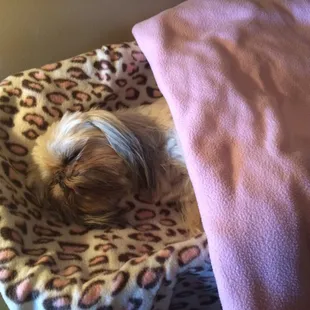 Last photo of Mimi before cremation. Devastated and furious!