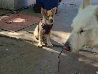 Mulvane Animal Clinic