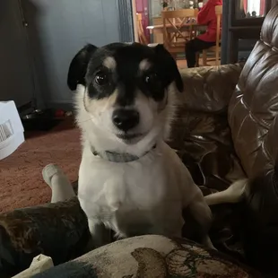 a dog sitting on a couch