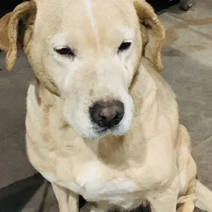 a dog sitting on the floor