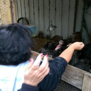 Feeding the turkeys