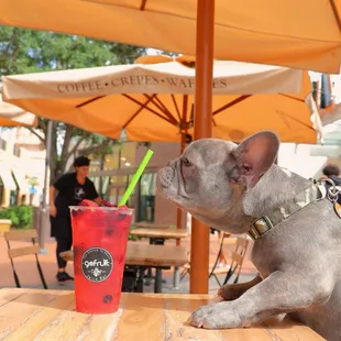 Frenchie with our rose-berry lemonade!