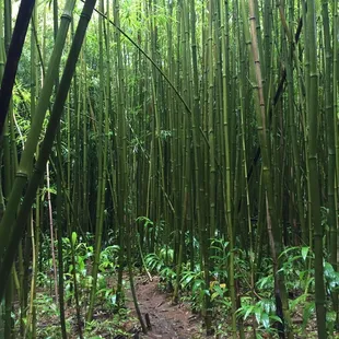 Bamboo Forrest