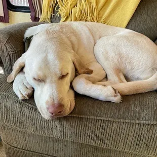 Trooper after a Day at Grandma's!