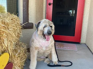 Anasazi Pet Boarding & Grooming