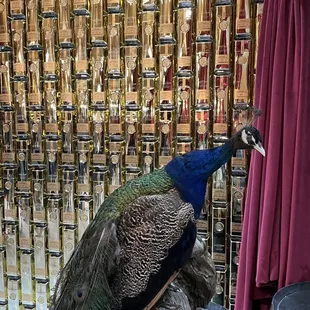 a peacock sitting on a barrel